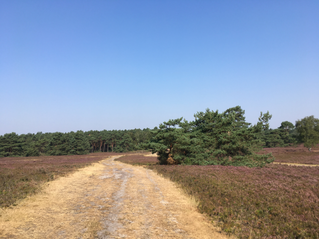 Fischbeker Heide